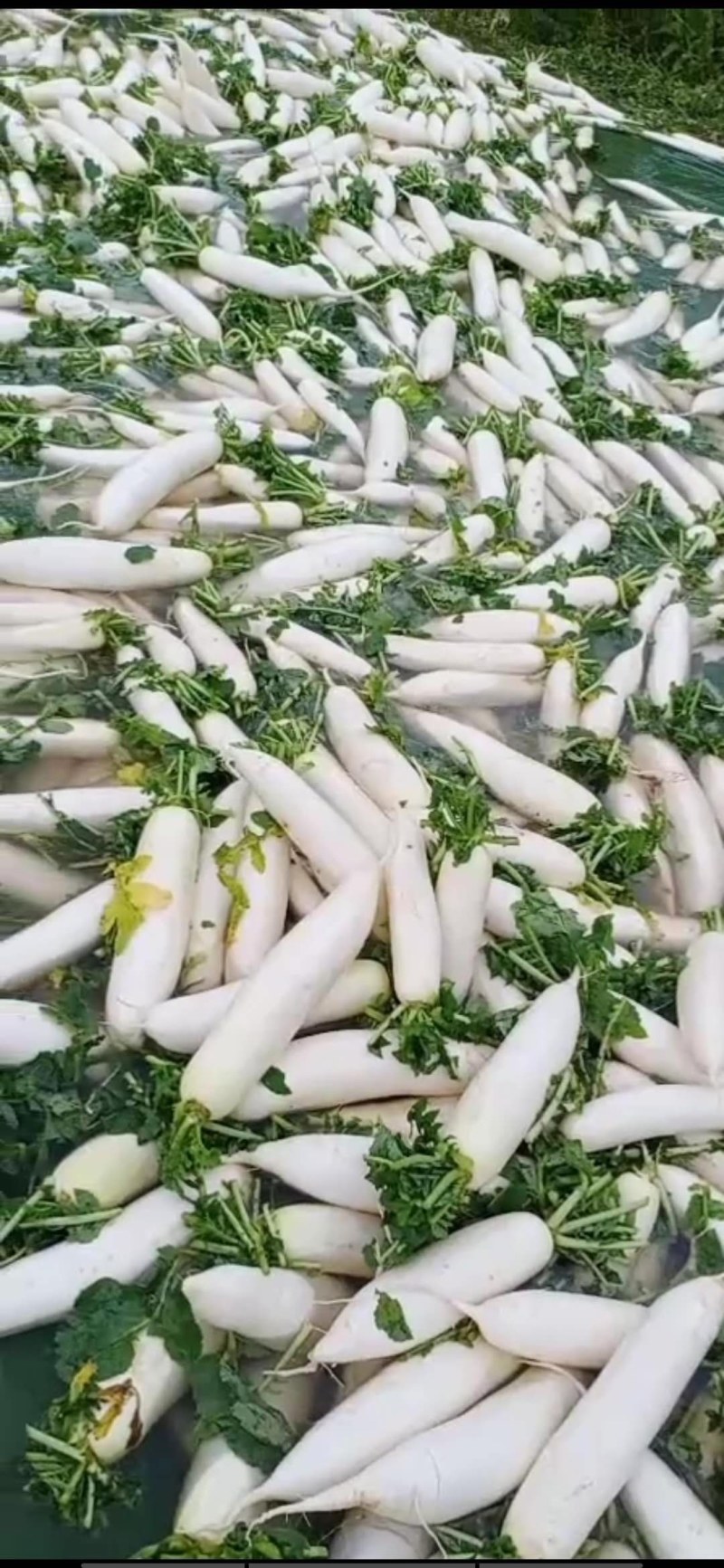 高山冷凉精品白萝卜，保鲜耐高温不邹皮