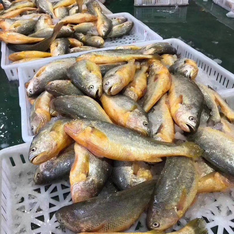 近海捕捞冰鲜黄花鱼中花鱼