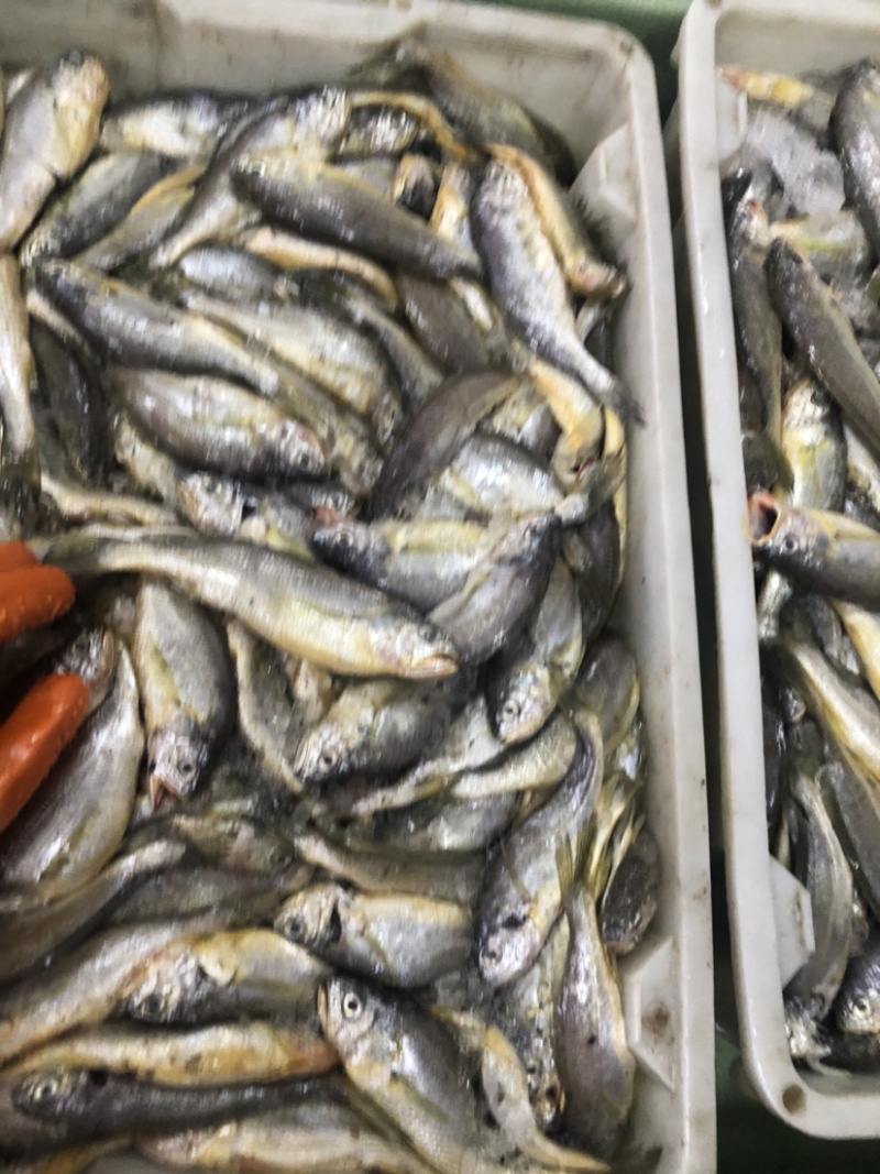 近海捕捞冰鲜黄花鱼中花鱼