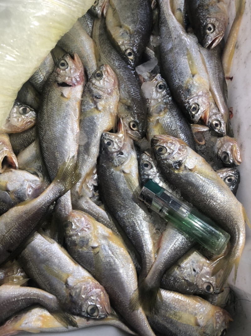 近海捕捞冰鲜黄花鱼中花鱼