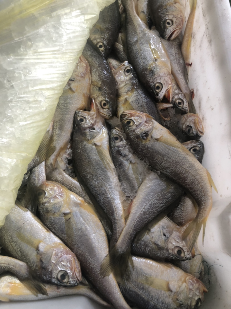 近海捕捞冰鲜黄花鱼中花鱼