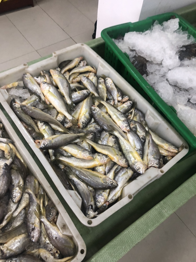 近海捕捞冰鲜黄花鱼中花鱼