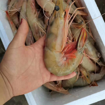 长期供应深海捕捞对虾，冰鲜或者单冻。