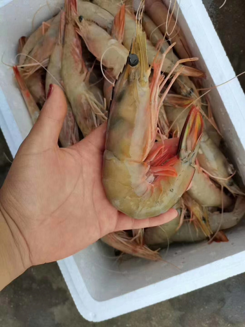 长期供应深海捕捞对虾，冰鲜或者单冻。