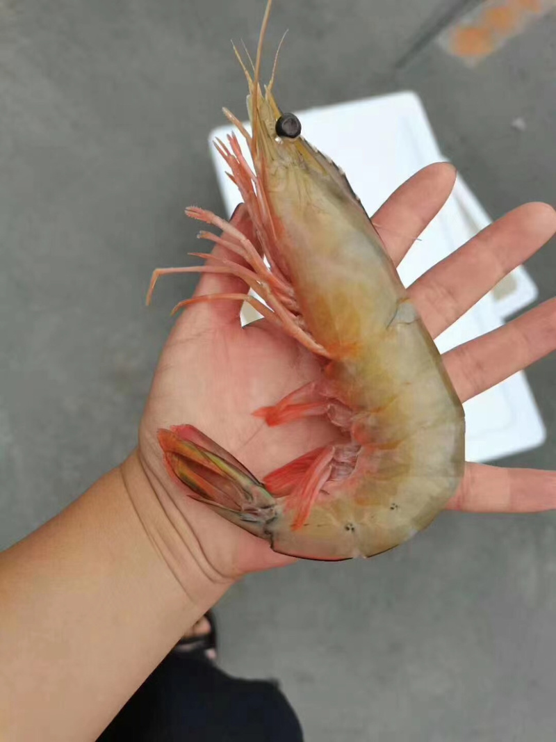 长期供应深海捕捞对虾，冰鲜或者单冻。