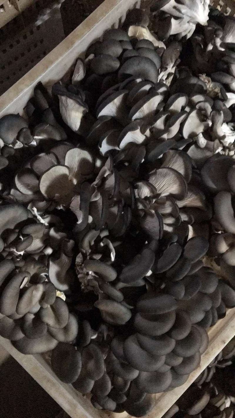 大量供应健康的，平菇菌棒，