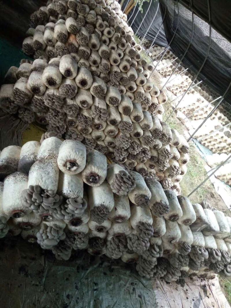 大量供应健康的，平菇菌棒，
