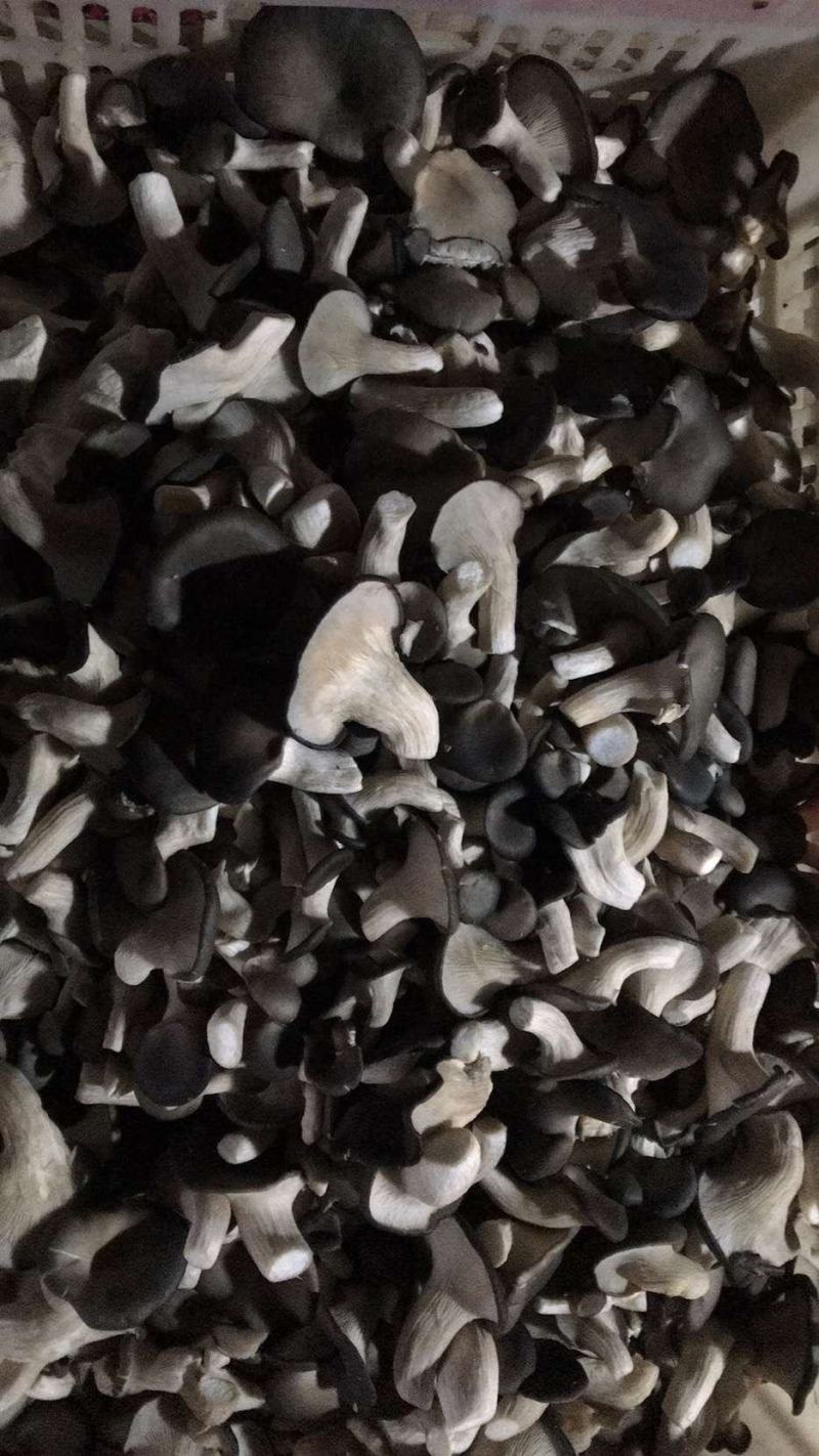 大量供应健康的，平菇菌棒，