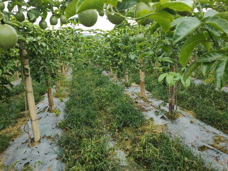 西双版纳百香果基地直供！量大从优
