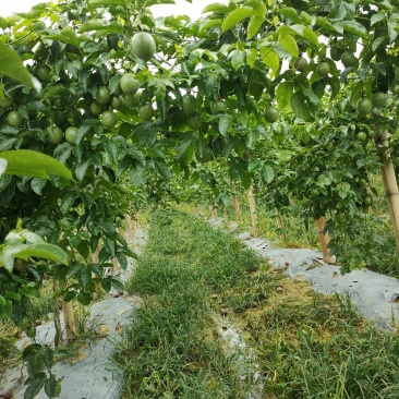 西双版纳百香果基地直供！量大从优