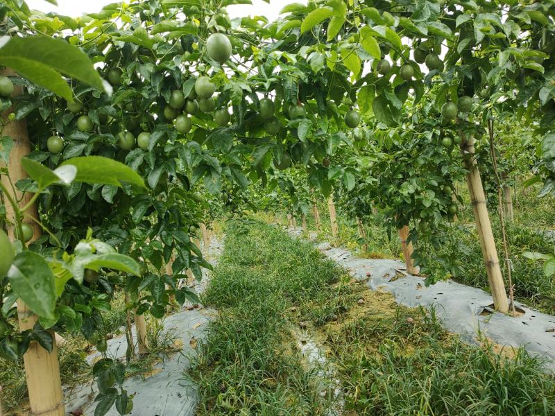 西双版纳百香果基地直供！量大从优