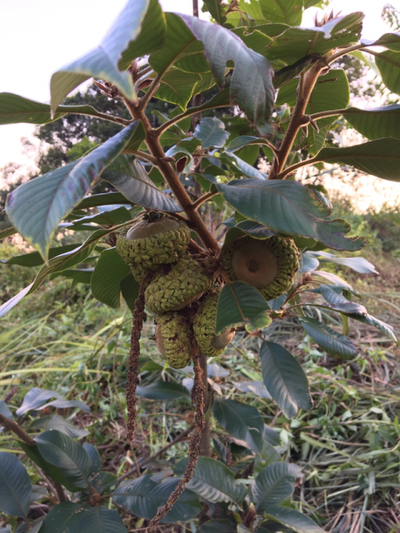 益肾仔、（壮阳果、风流果）