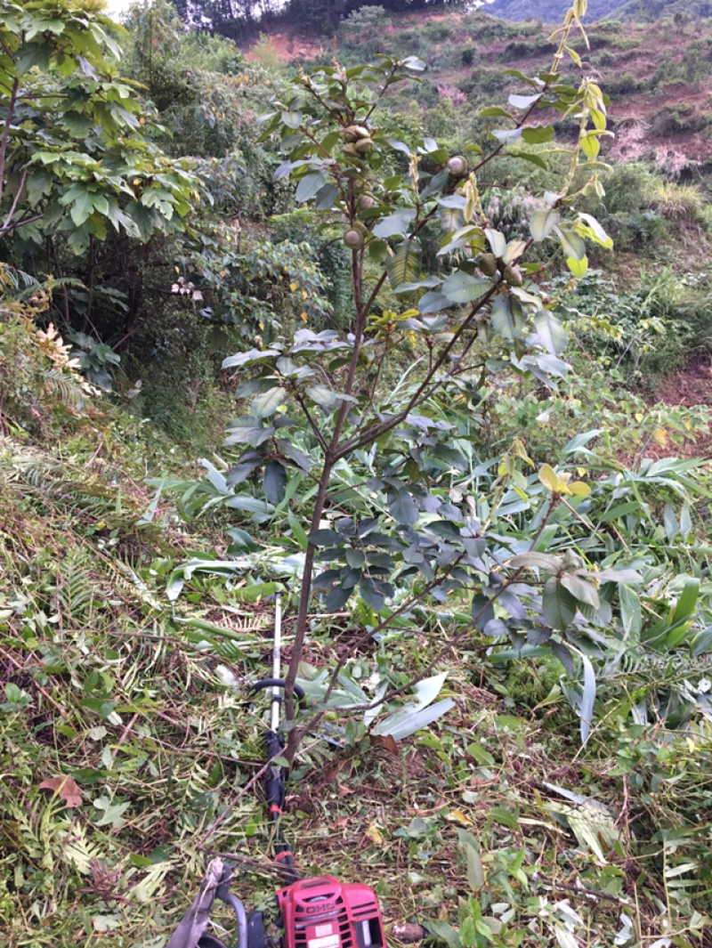 益肾仔、（壮阳果、风流果）