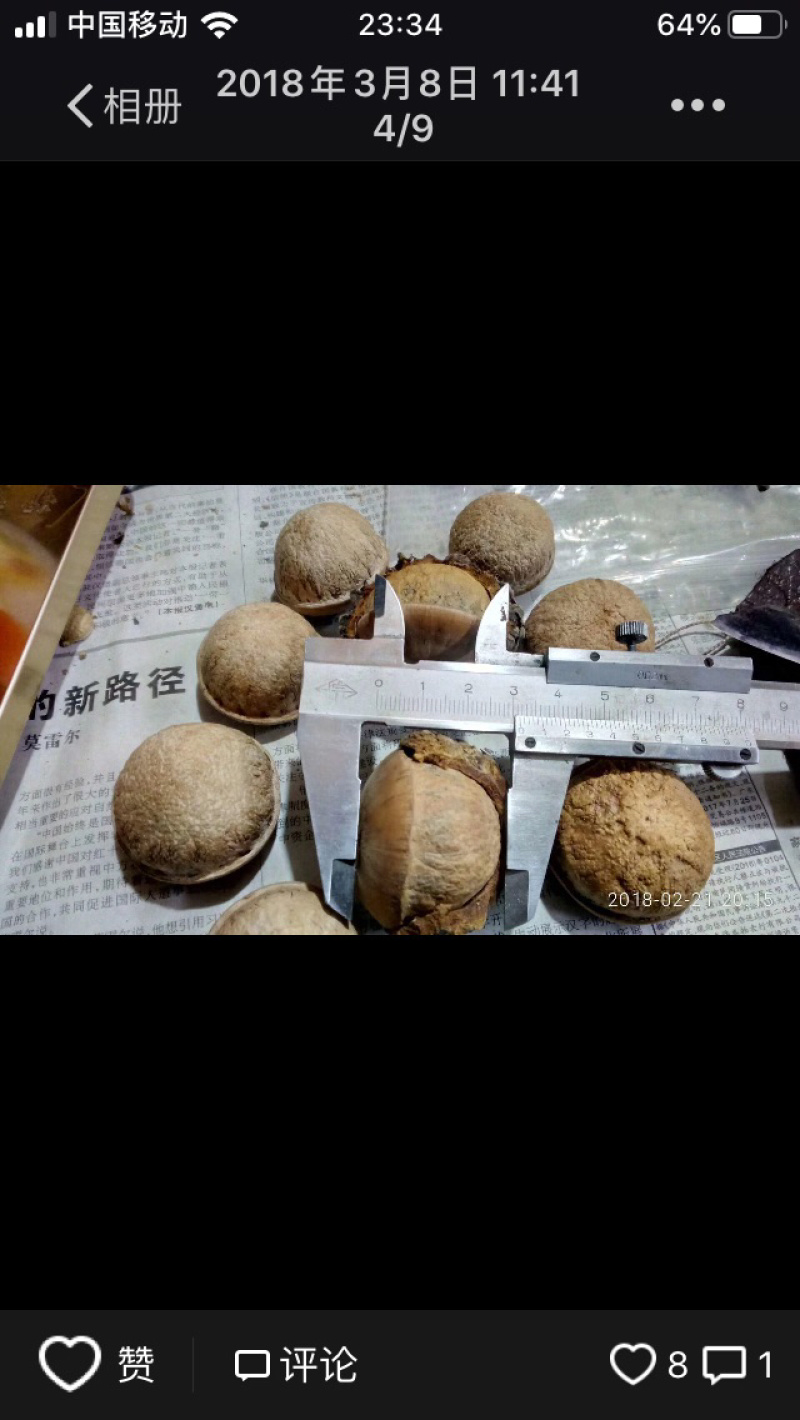 益肾仔、（壮阳果、风流果）