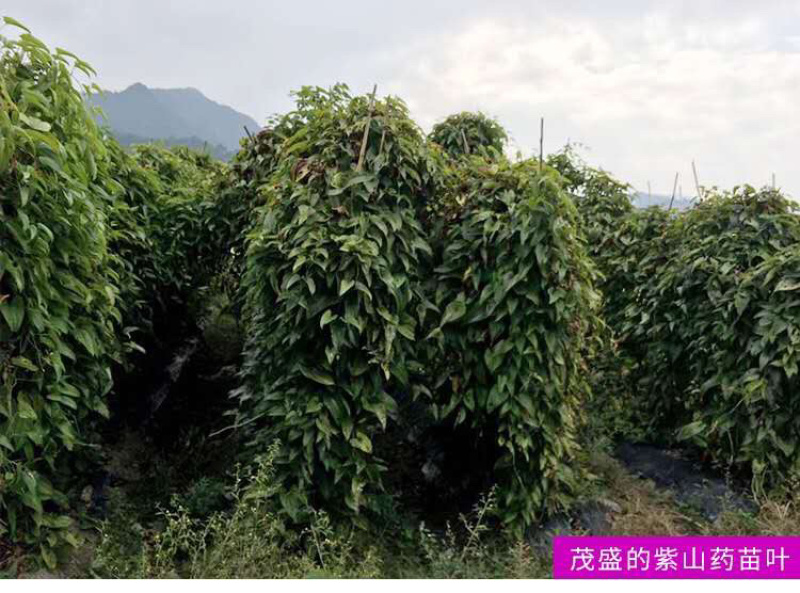 万亩紫山药种植基地，支持代办代发服务，欢迎咨询