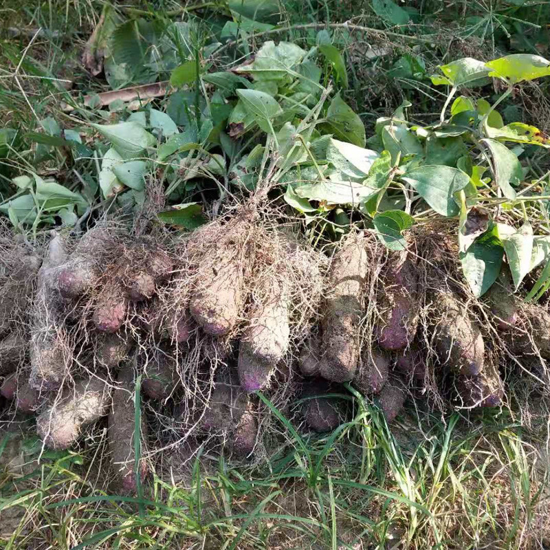 万亩紫山药种植基地，支持代办代发服务，欢迎咨询