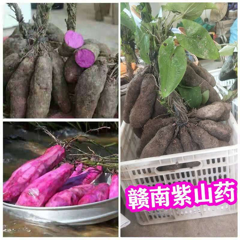 万亩紫山药种植基地，支持代办代发服务，欢迎咨询