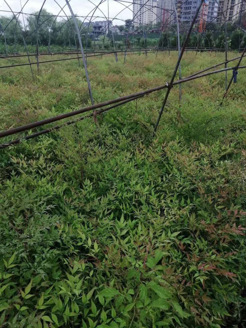 低价处理火焰南天竹小苗