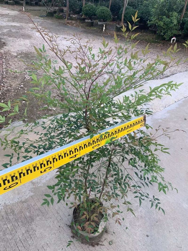 低价处理火焰南天竹小苗