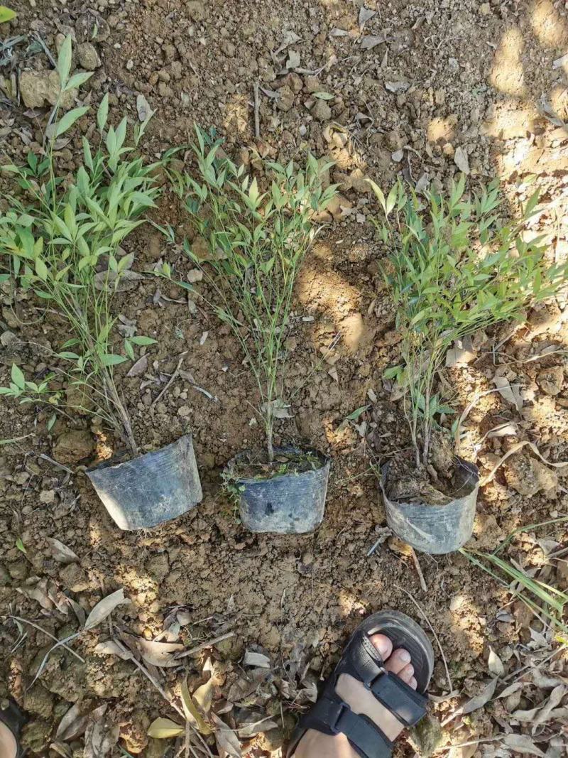 低价处理火焰南天竹小苗