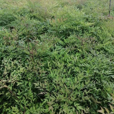 低价处理火焰南天竹小苗