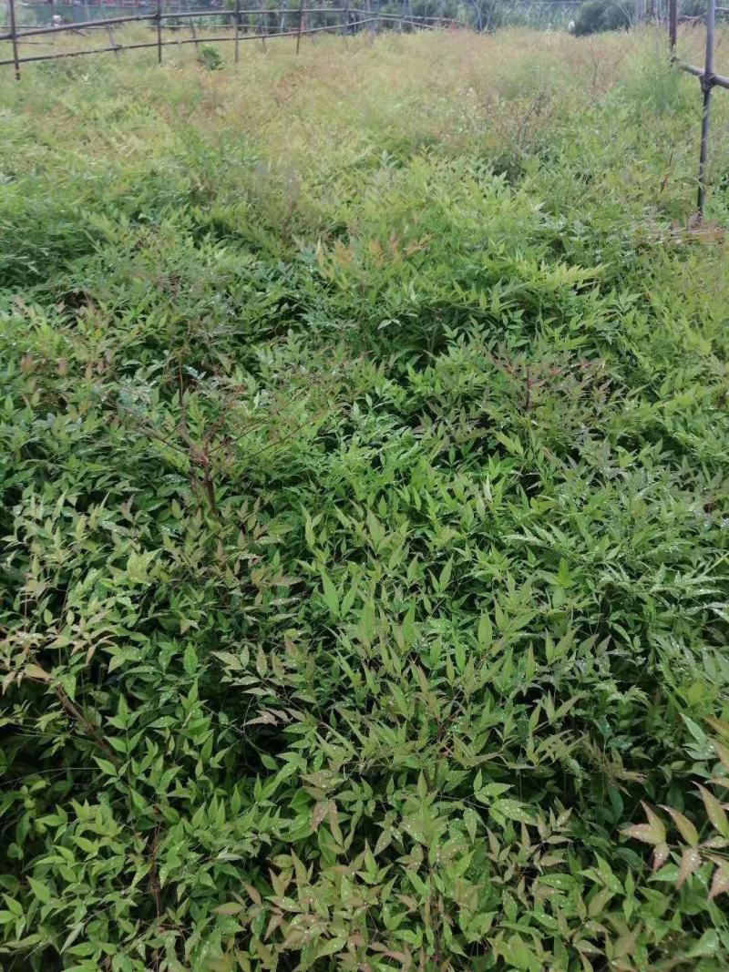 低价处理火焰南天竹小苗