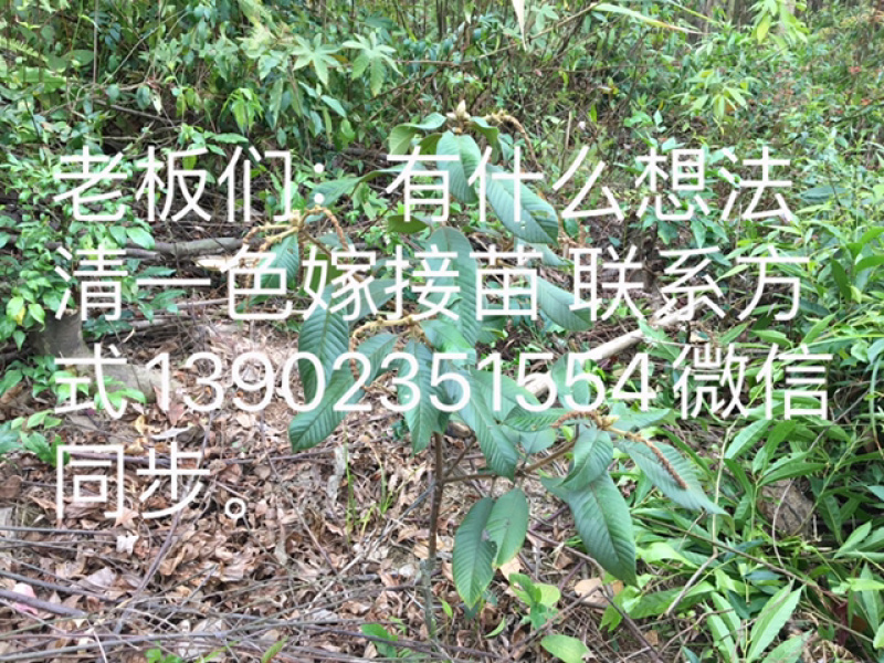 益肾仔、（壮阳果、风流果）