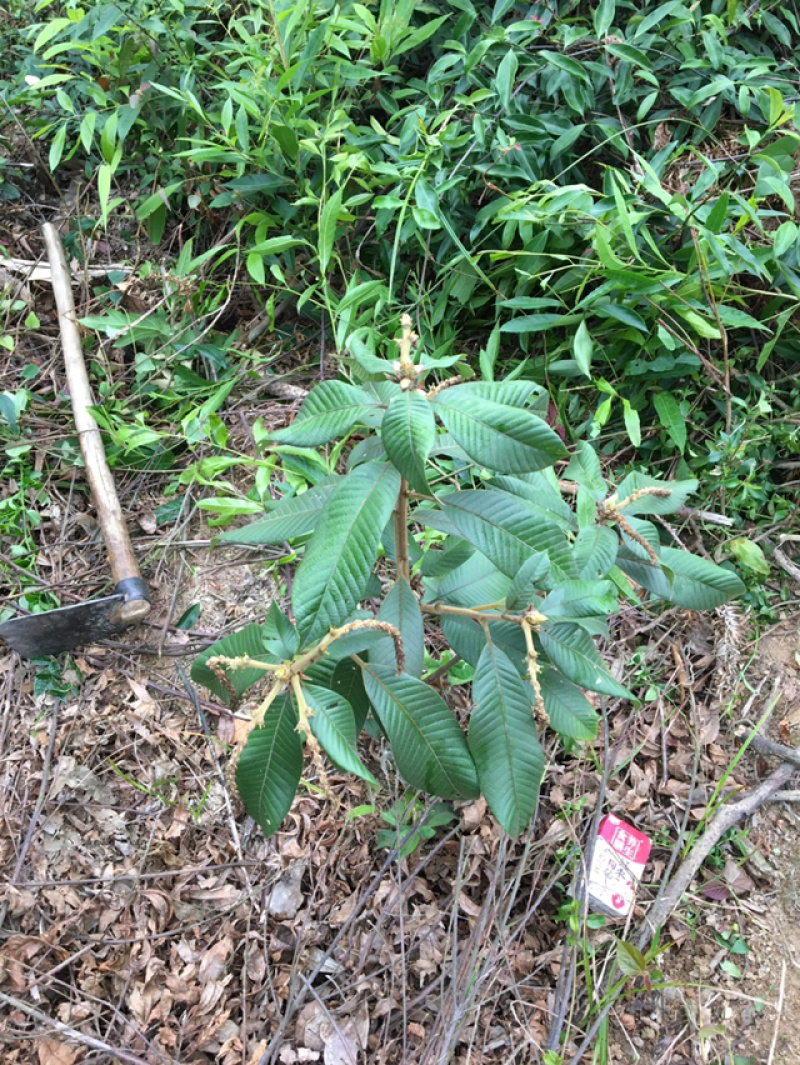 益肾仔、（壮阳果、风流果）