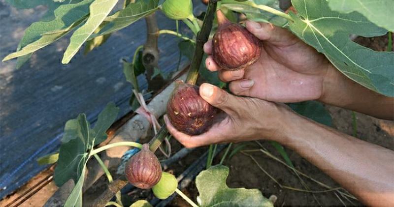 矮化无花果盆栽带土当年结果南方北方四季种植阳台庭院