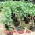矮化无花果盆栽带土当年结果南方北方四季种植阳台庭院