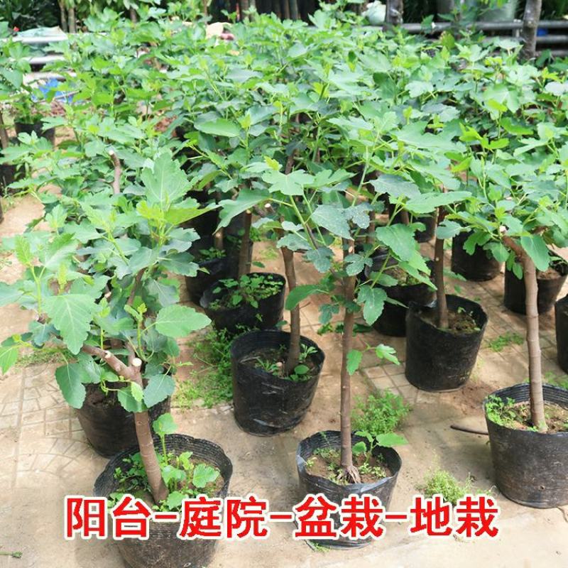 矮化无花果盆栽带土当年结果南方北方四季种植阳台庭院