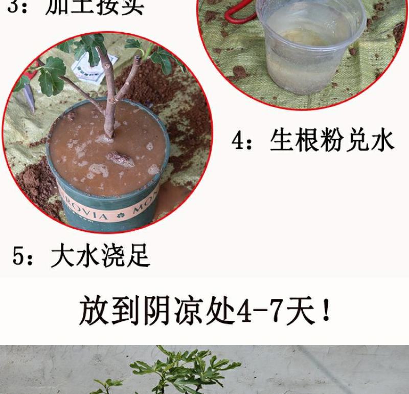 矮化无花果盆栽带土当年结果南方北方四季种植阳台庭院