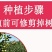 矮化无花果盆栽带土当年结果南方北方四季种植阳台庭院