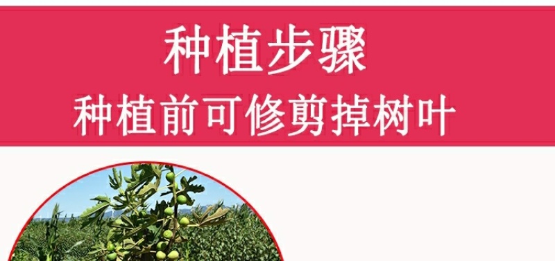 矮化无花果盆栽带土当年结果南方北方四季种植阳台庭院