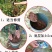 矮化无花果盆栽带土当年结果南方北方四季种植阳台庭院