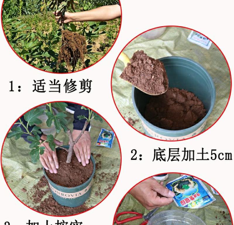 矮化无花果盆栽带土当年结果南方北方四季种植阳台庭院