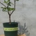 矮化无花果盆栽带土当年结果南方北方四季种植阳台庭院
