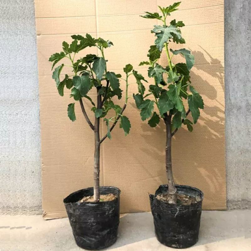 矮化无花果盆栽带土当年结果南方北方四季种植阳台庭院