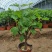 矮化无花果盆栽带土当年结果南方北方四季种植阳台庭院