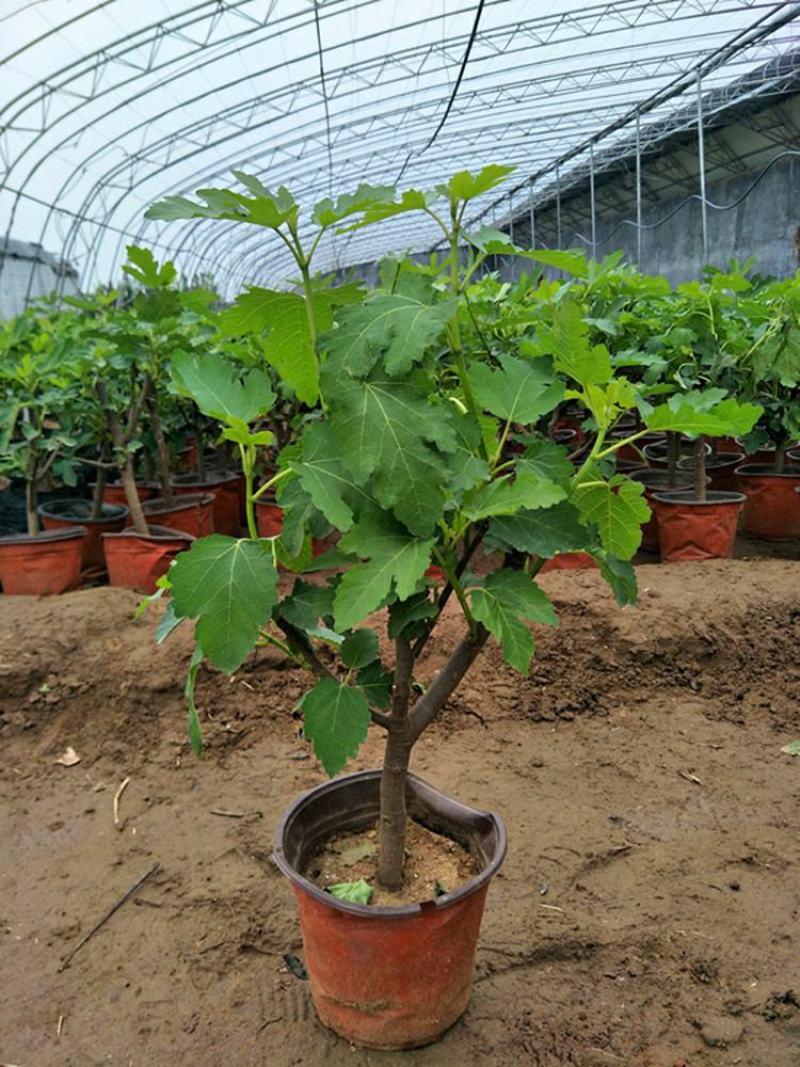 矮化无花果盆栽带土当年结果南方北方四季种植阳台庭院