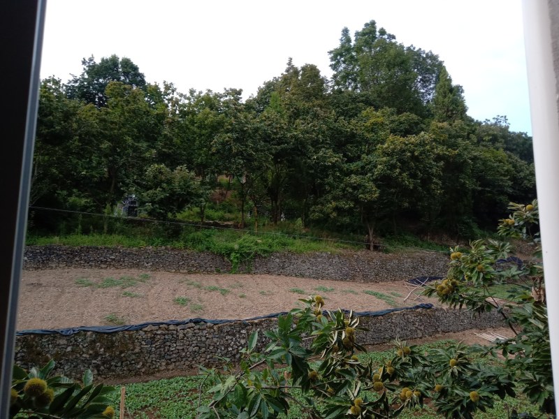 巫山板栗，销往全国，