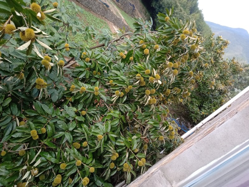 巫山板栗，销往全国，