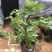 矮化无花果盆栽带土当年结果南方北方四季种植阳台庭院