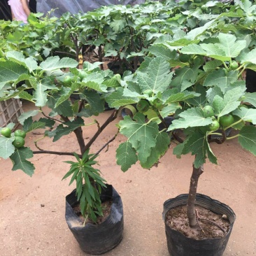矮化无花果盆栽带土当年结果南方北方四季种植阳台庭院