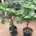 矮化无花果盆栽带土当年结果南方北方四季种植阳台庭院