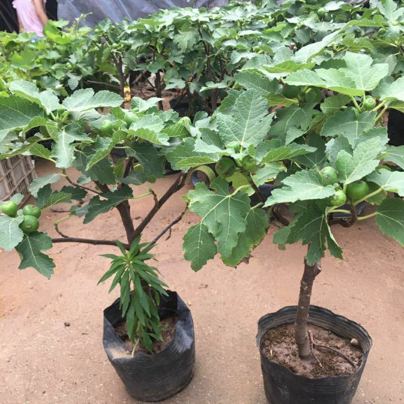 矮化无花果盆栽带土当年结果南方北方四季种植阳台庭院
