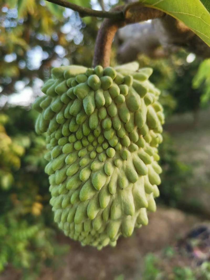 榴莲释迦果苗，美植袋种苗