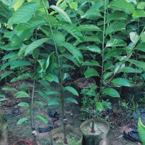 榴莲释迦果苗，美植袋种苗