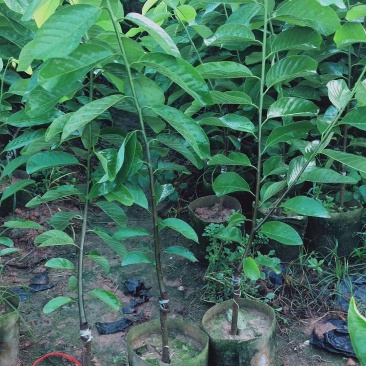 榴莲释迦果苗，美植袋种苗