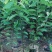 榴莲释迦果苗，美植袋种苗